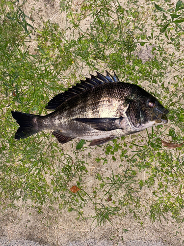 クロダイの釣果