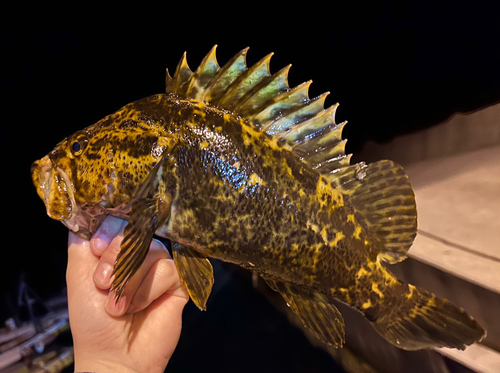 ベッコウゾイの釣果