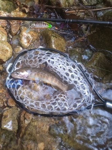 イワナの釣果