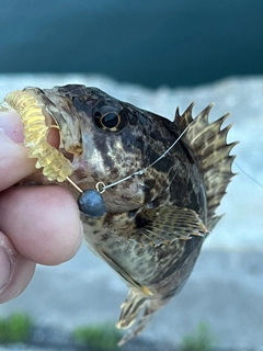 タケノコメバルの釣果