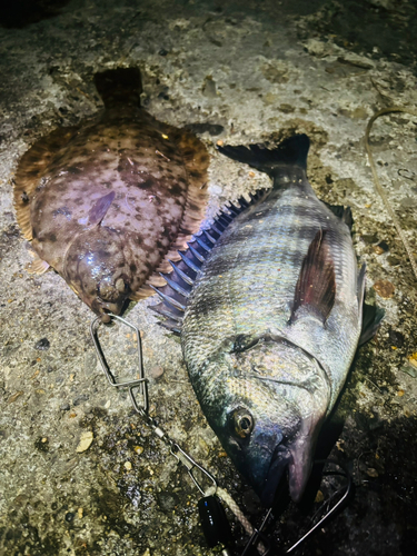 マコガレイの釣果