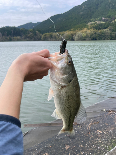 筑後川水系 オイカワ釣行4月 流れに魚が戻る時。