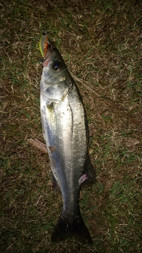 セイゴ（マルスズキ）の釣果