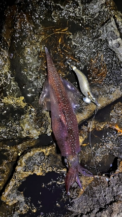 ヤリイカの釣果