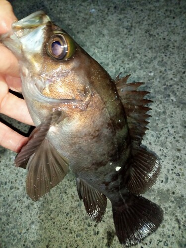 メバルの釣果