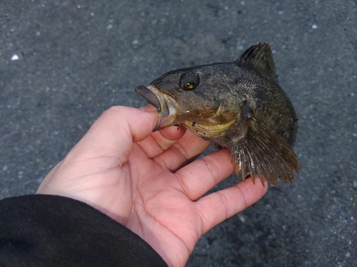 アイナメの釣果