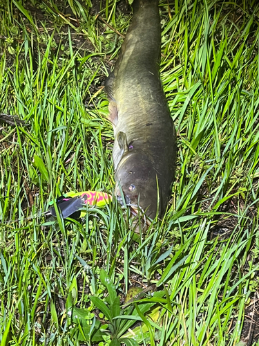 ナマズの釣果