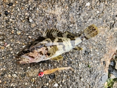 タケノコメバルの釣果