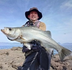 ヒラスズキの釣果