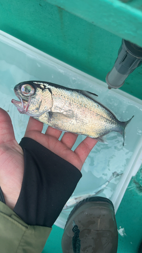 ギンメダイの釣果