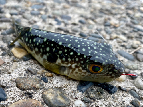 クサフグの釣果