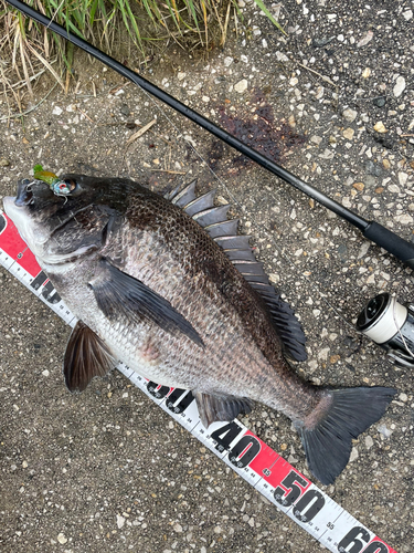 チヌの釣果