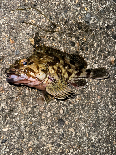 カサゴの釣果