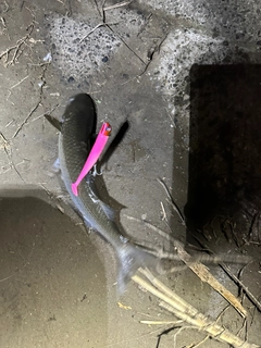 ボラの釣果