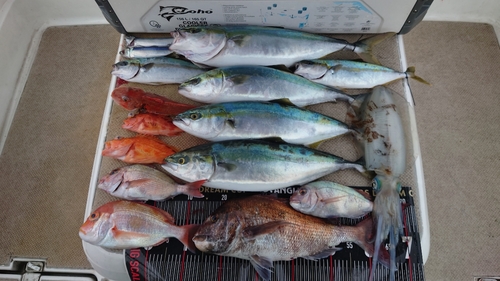 タイの釣果