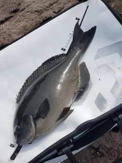 メジナの釣果