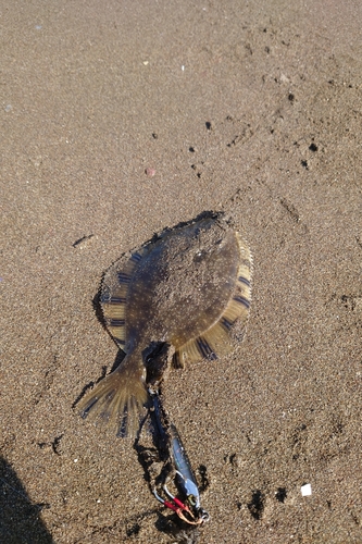 カワガレイの釣果