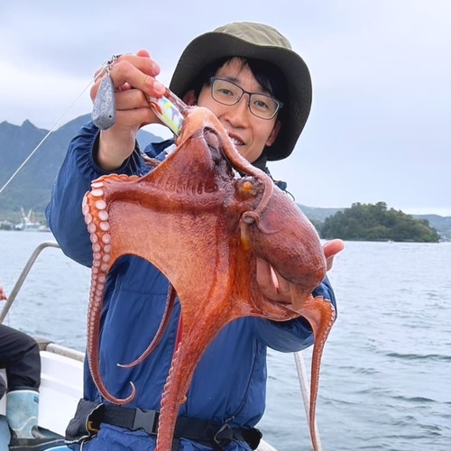 マダコの釣果