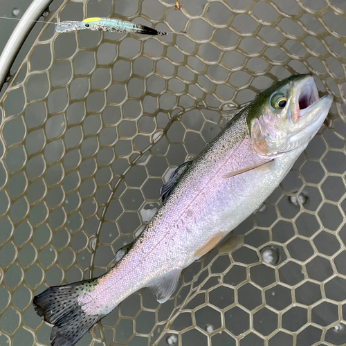 ニジマスの釣果