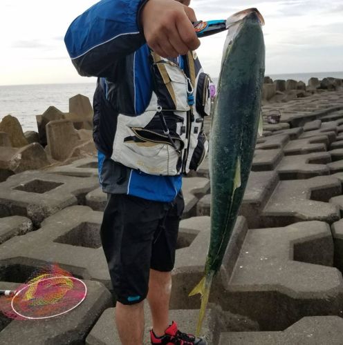 イナダの釣果