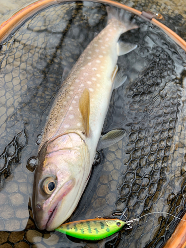 アメマスの釣果