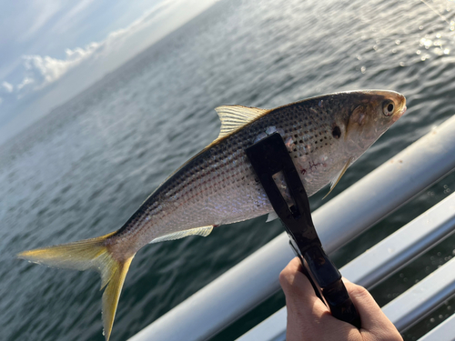 コノシロの釣果