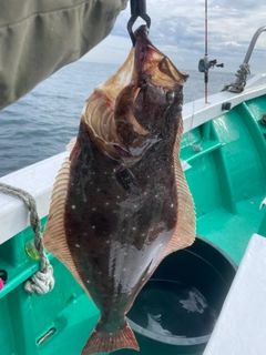 ヒラメの釣果