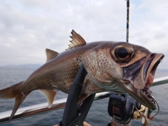 クロムツの釣果