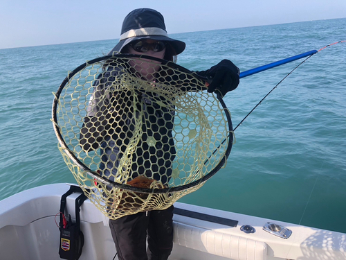 コウイカの釣果