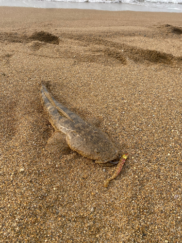 マゴチの釣果