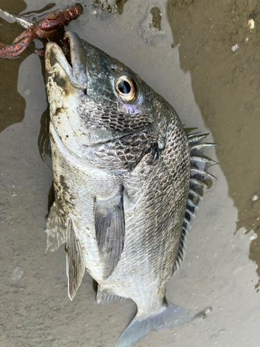 チヌの釣果