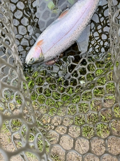 ニジマスの釣果