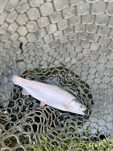 ニジマスの釣果