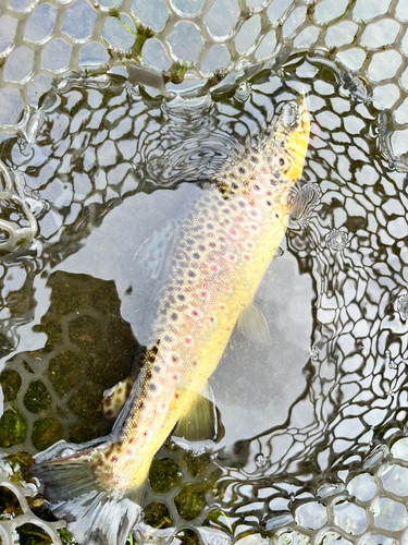 ブラウントラウトの釣果