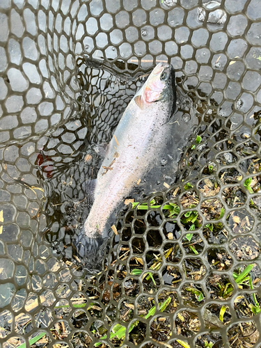 ニジマスの釣果