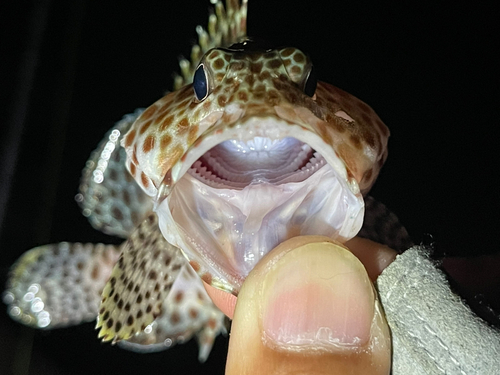 カンモンハタの釣果