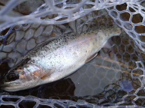 ニジマスの釣果