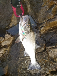 ヒラスズキの釣果