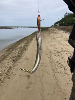 コチの釣果