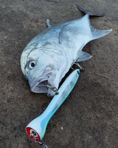 ロウニンアジの釣果