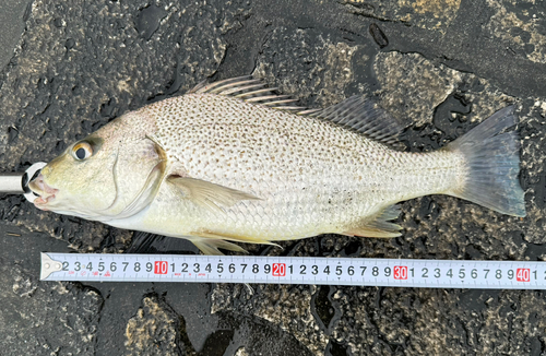 ホシミゾイサキの釣果