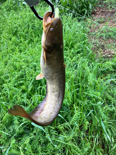 ナマズの釣果