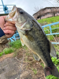 ラージマウスバスの釣果