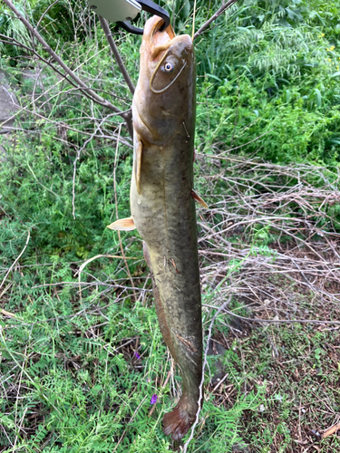 ナマズの釣果