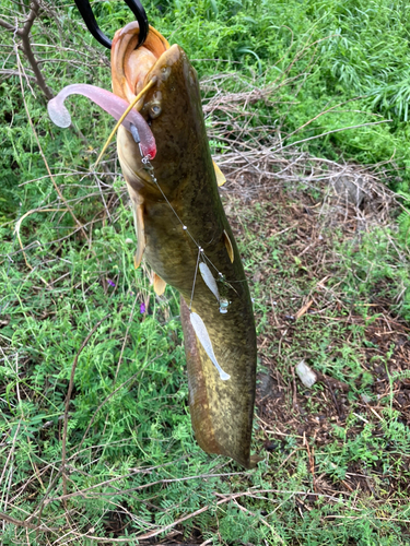 ナマズの釣果