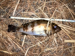 シロメバルの釣果