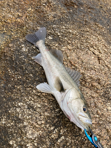 ハネ（マルスズキ）の釣果