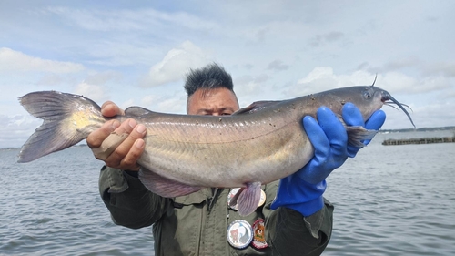 アメリカナマズの釣果