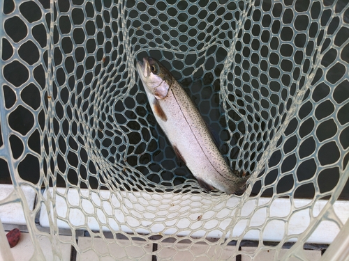 ニジマスの釣果