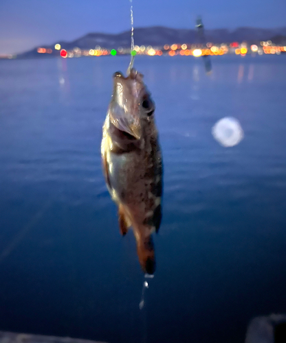 エゾメバルの釣果